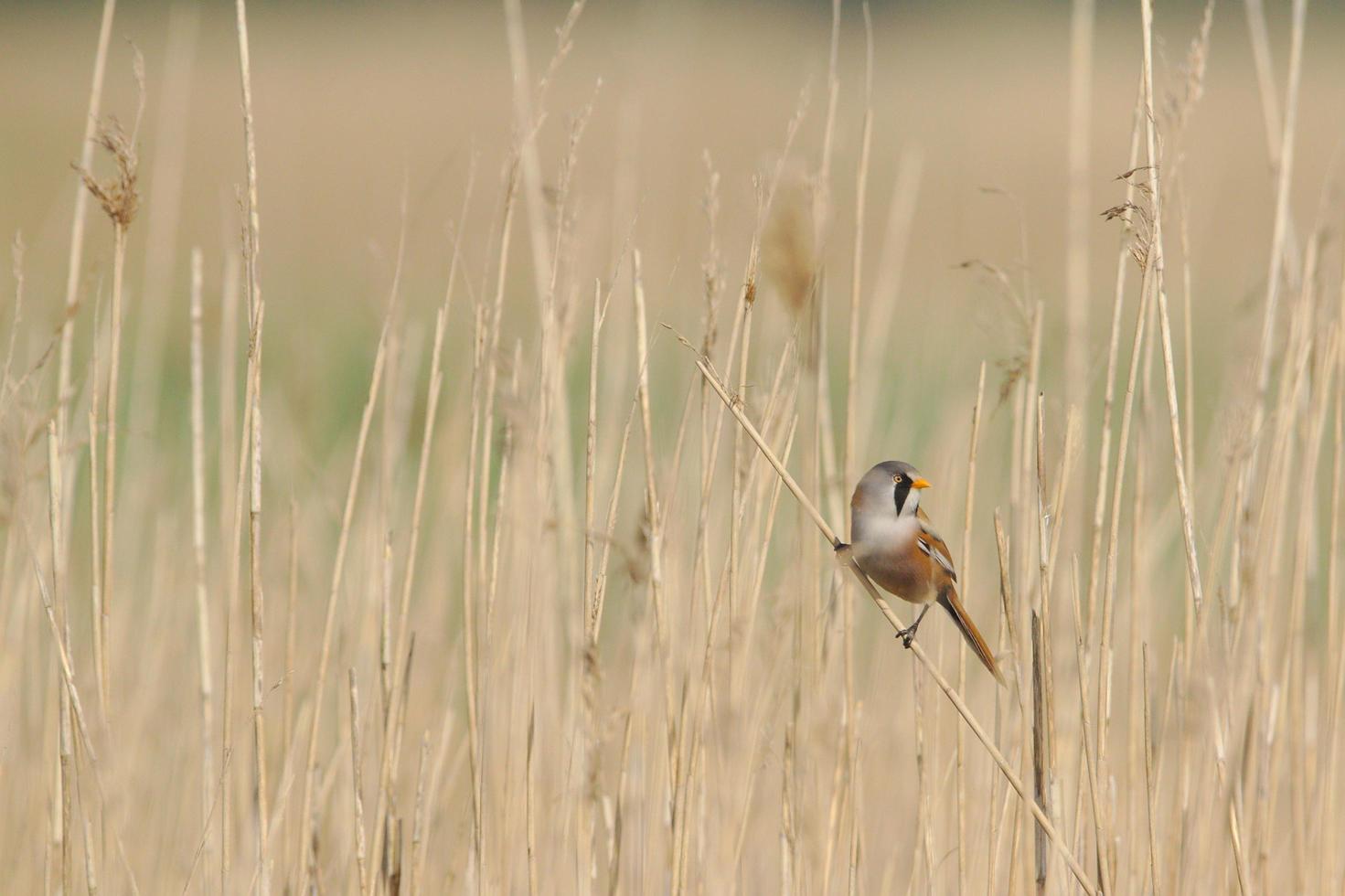 Sparrow in grass field photo