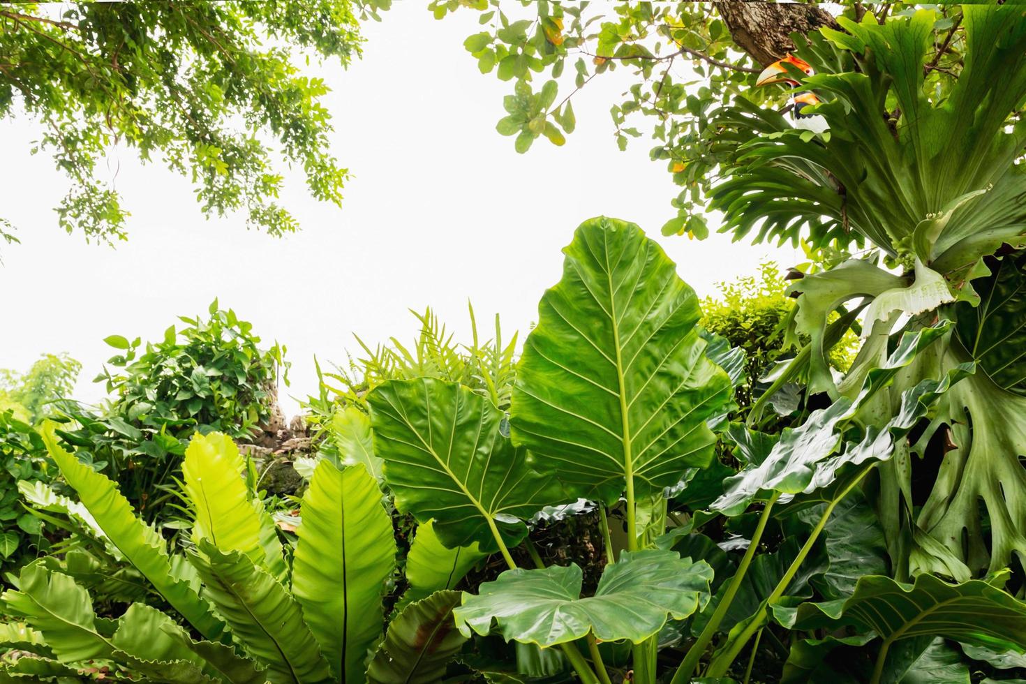 hojas verdes aisladas sobre fondo blanco foto