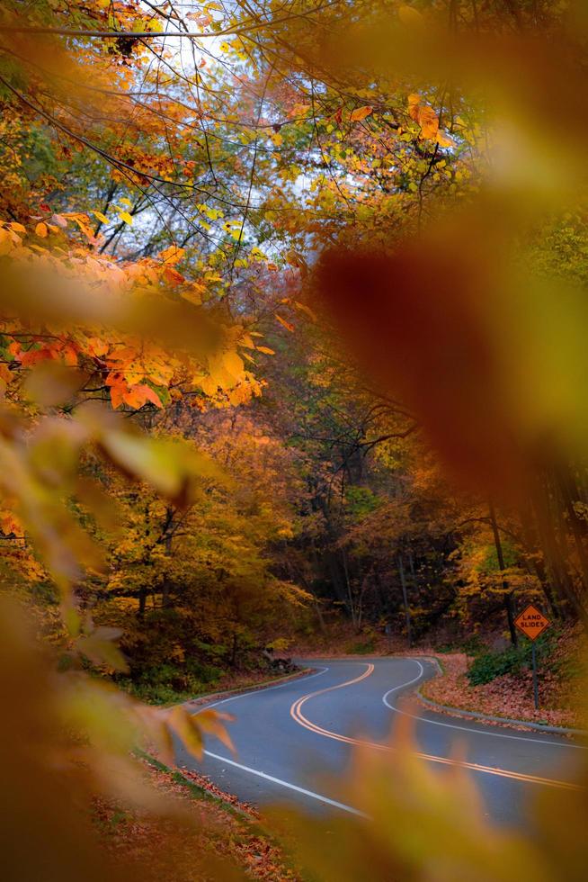 View of a road through autumn leaves photo