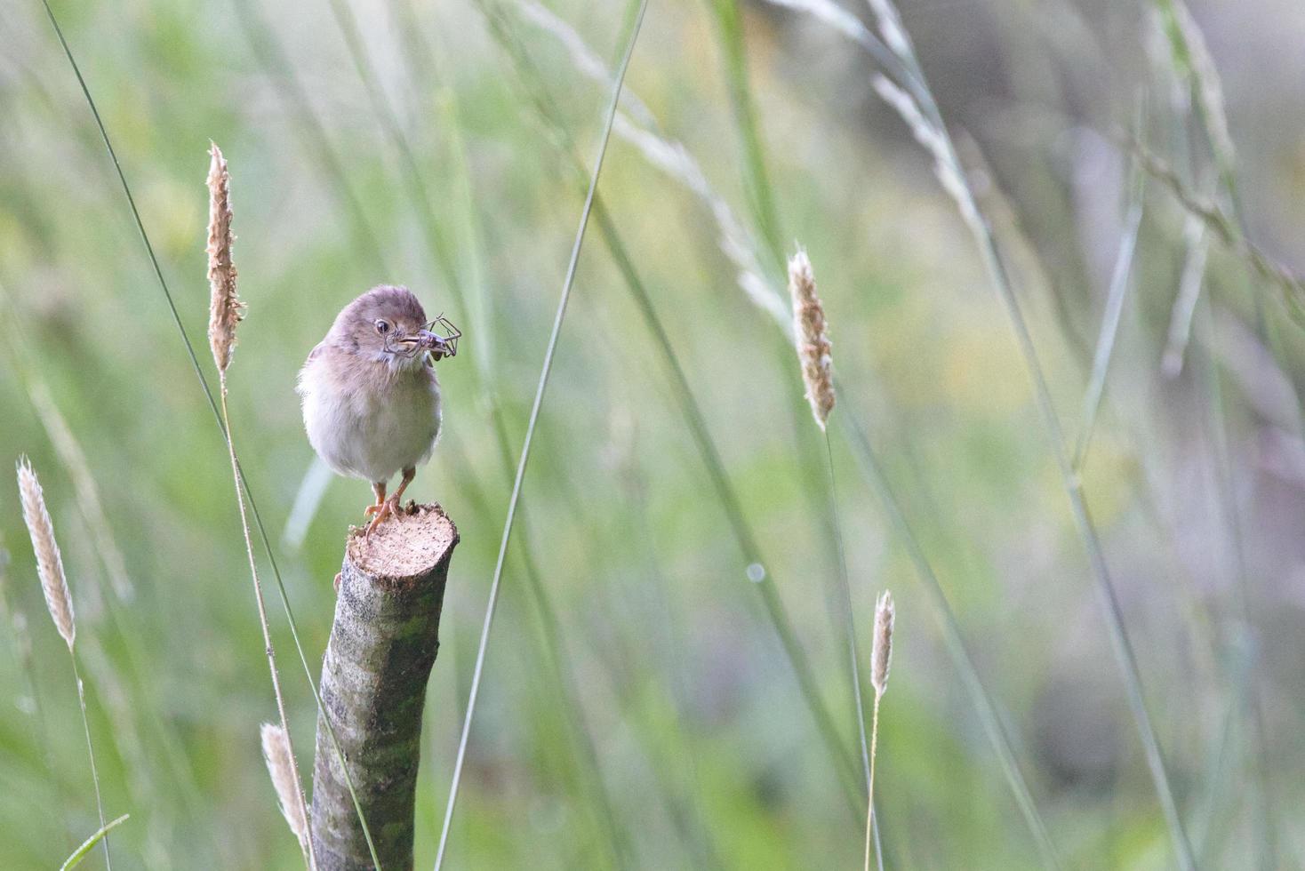 Bird perched on branch photo