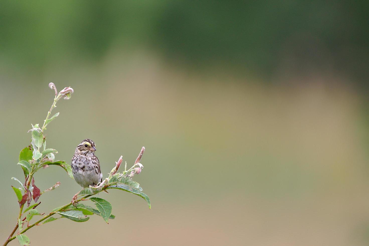 Gray bird perched on branch photo