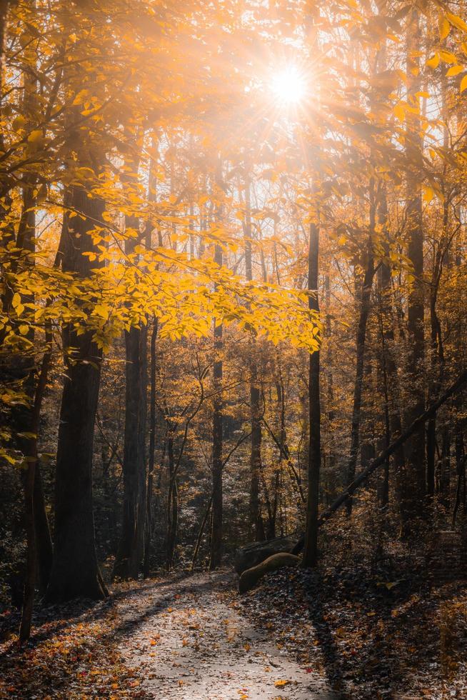 Trees during daytime  photo