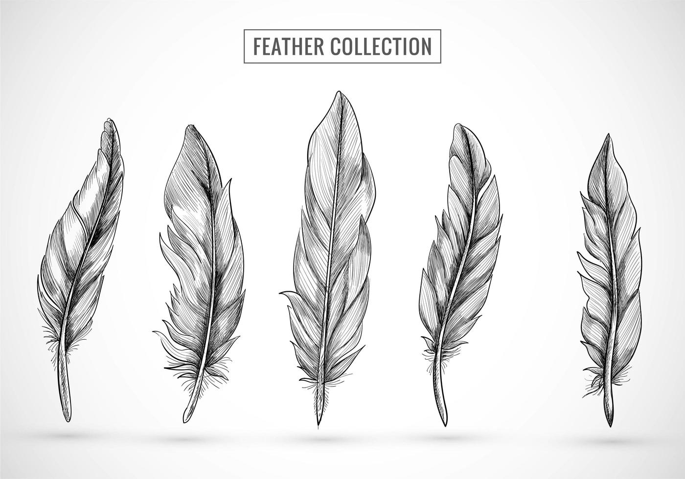 Hand Drawn Feather Sketch Set Design vector