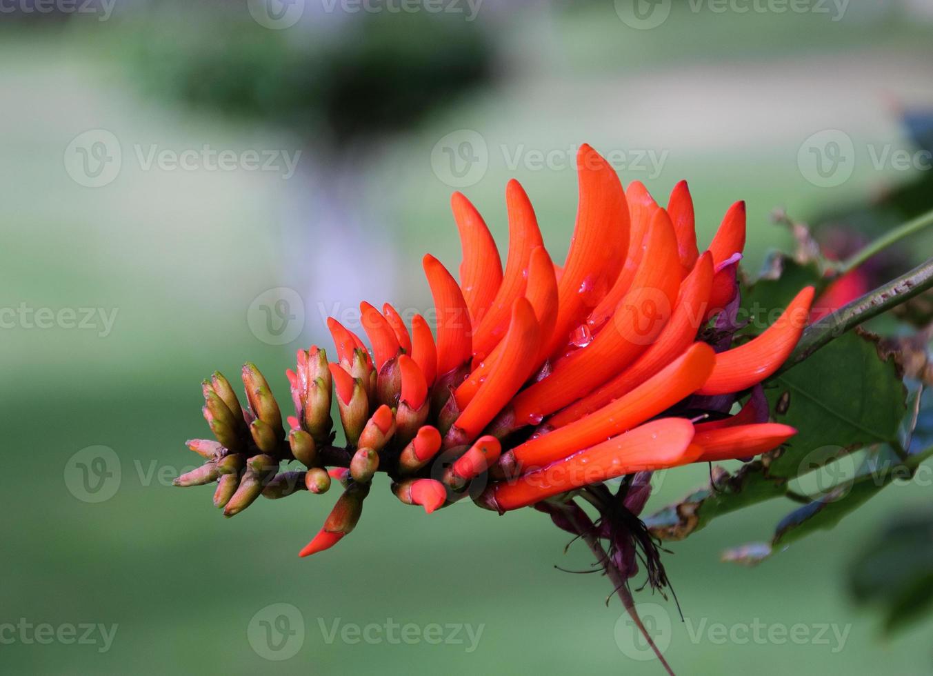 la exótica flor roja 1335449 Foto de stock en Vecteezy la exótica flor roja 1335449 Foto de stock en Vecteezy