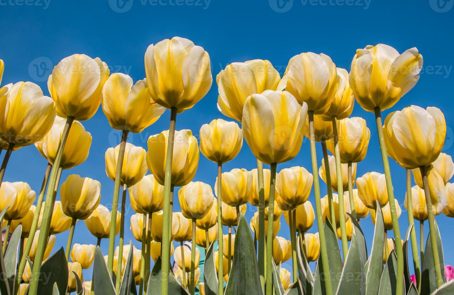 Tulipanes blancos y amarillos contra un cielo azul 1335480 Foto de stock en  Vecteezy