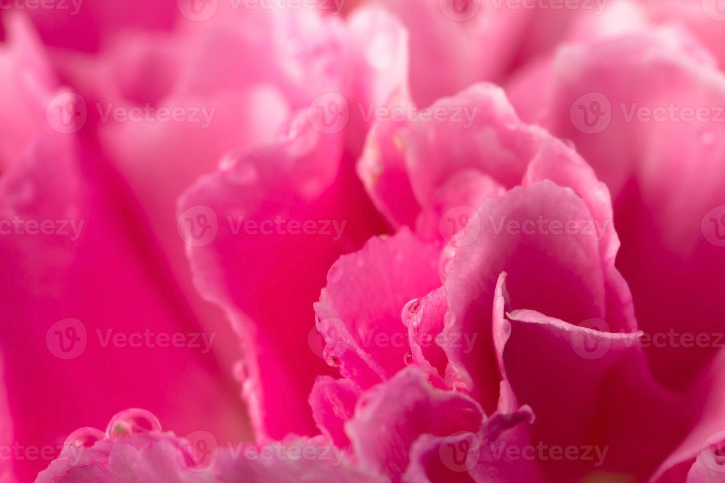 Carnation petal photo