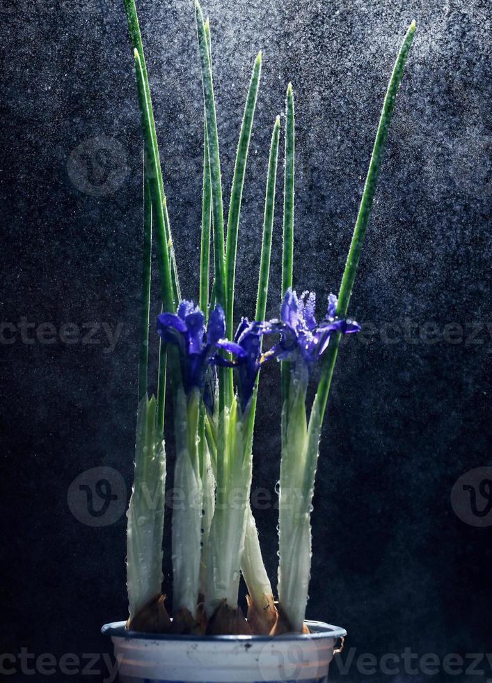 flores de iris sobre un fondo negro foto