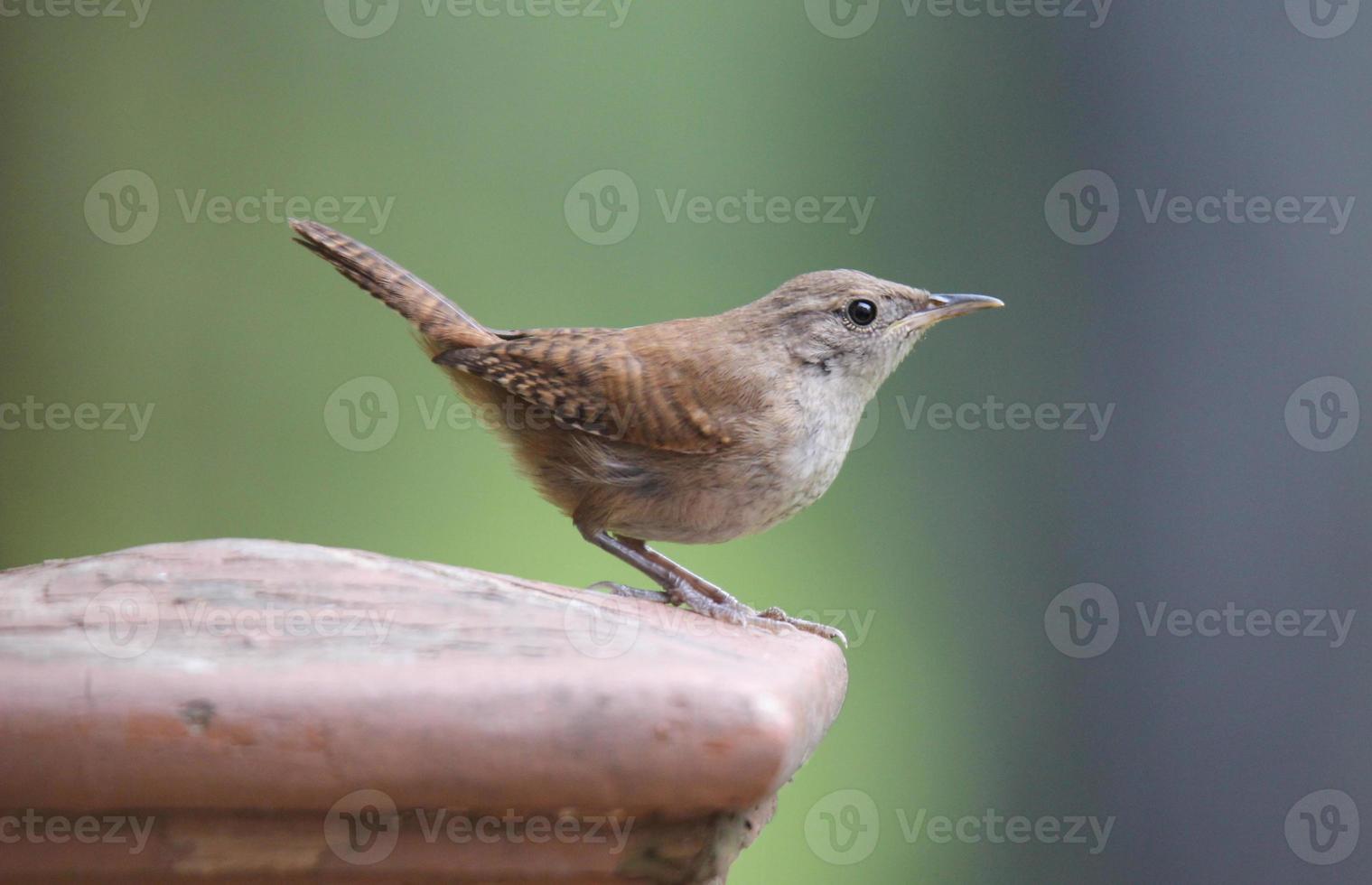 House Wren 1336153 Stock Photo at Vecteezy