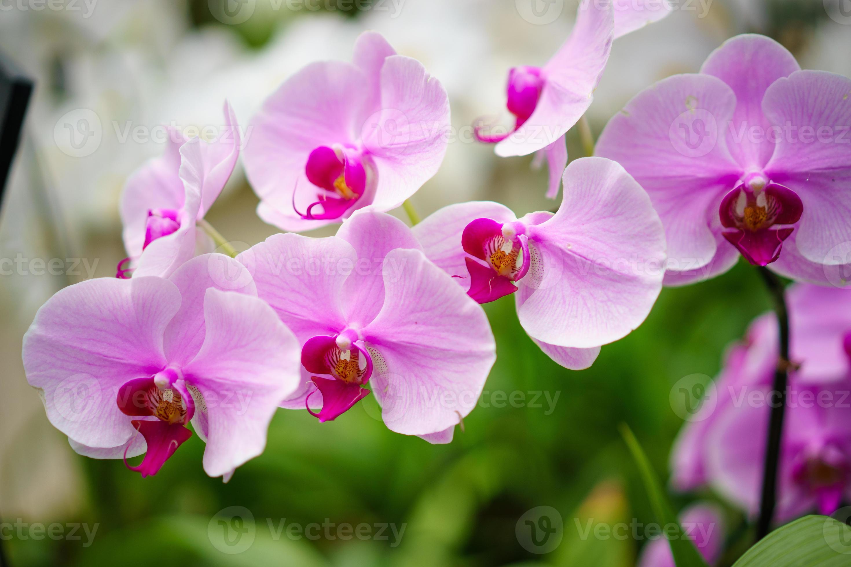 Orchids