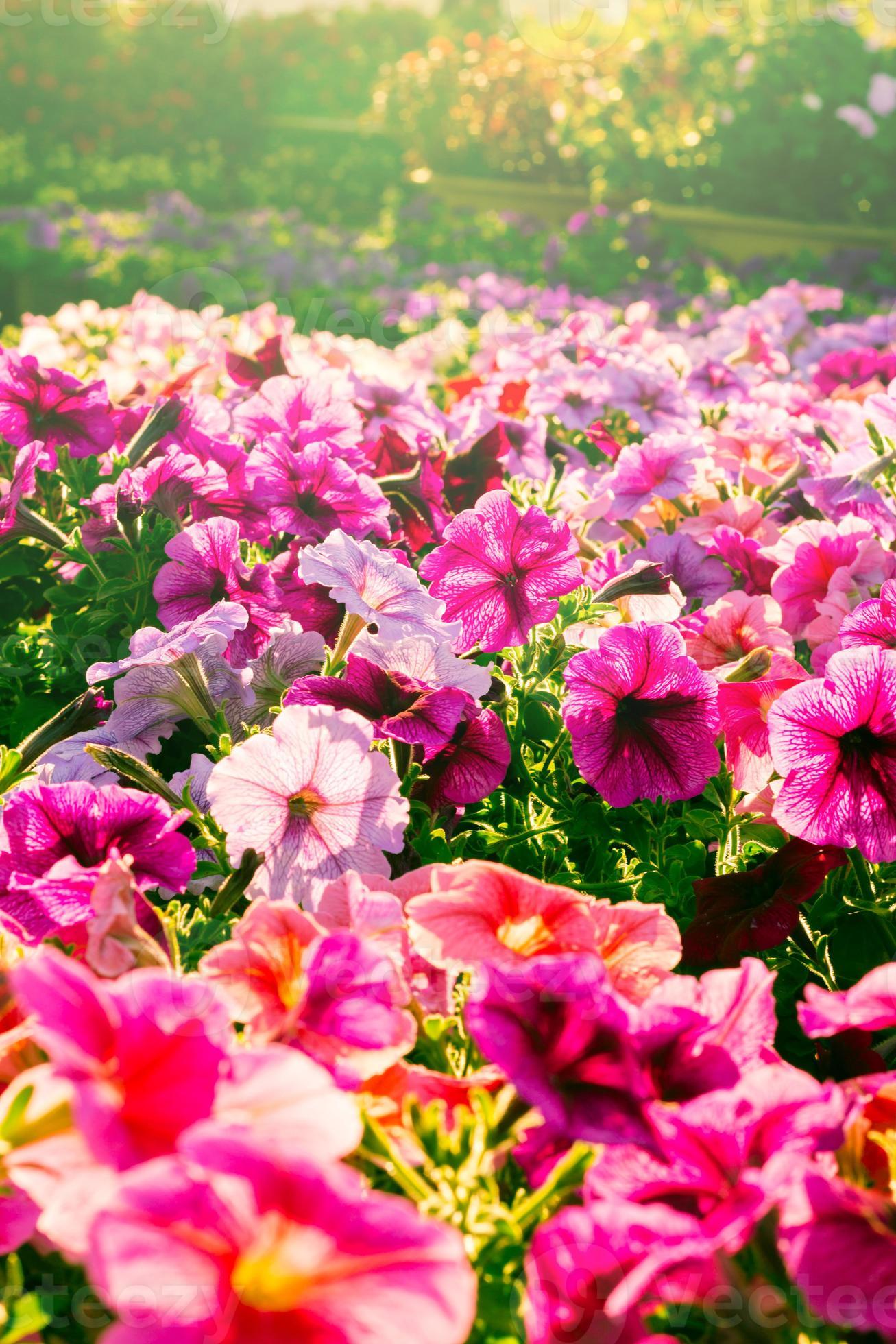 Pink Color Flowers In Vintage Style Light 1336625 Stock Photo At Vecteezy