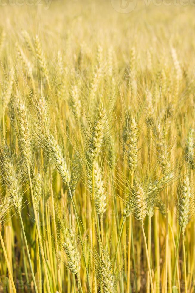 barley field photo