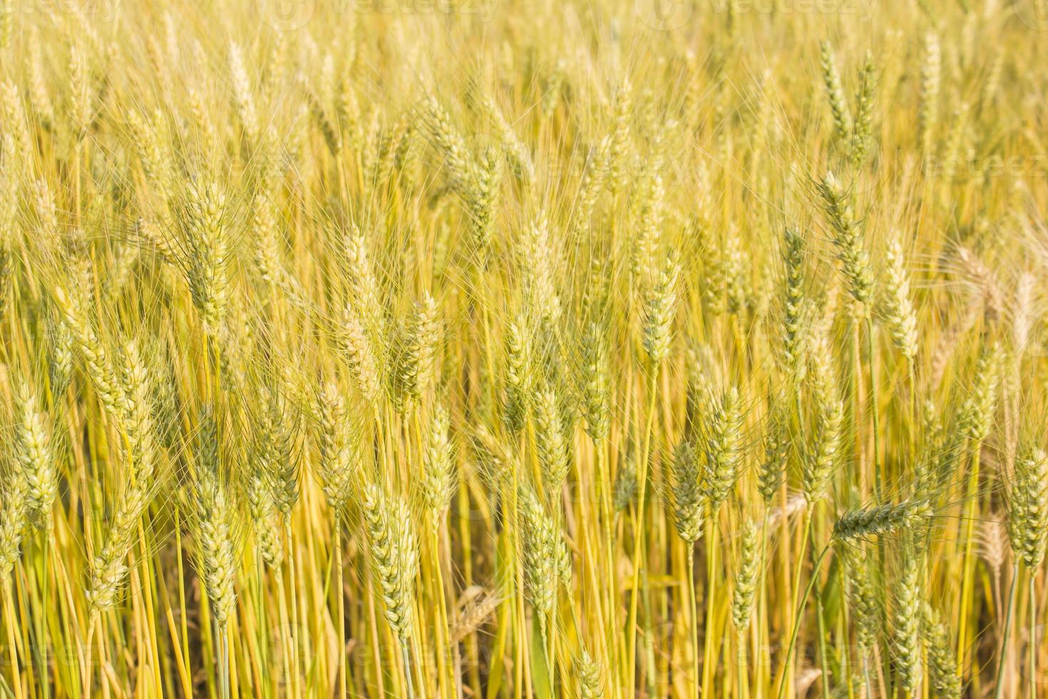 barley field photo