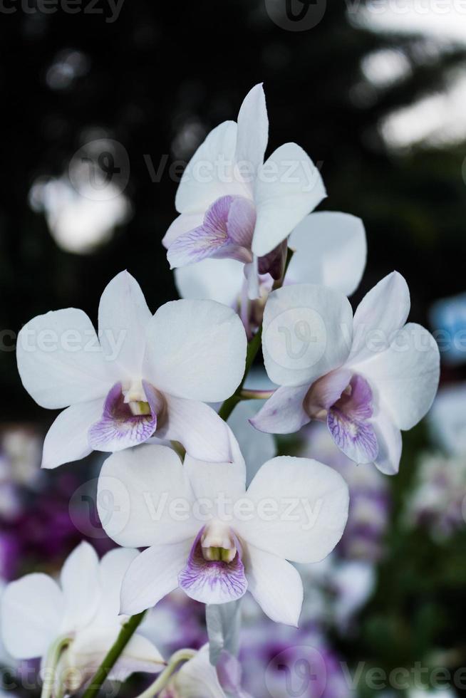 orquídea blanca y morada 1337508 Foto de stock en Vecteezy