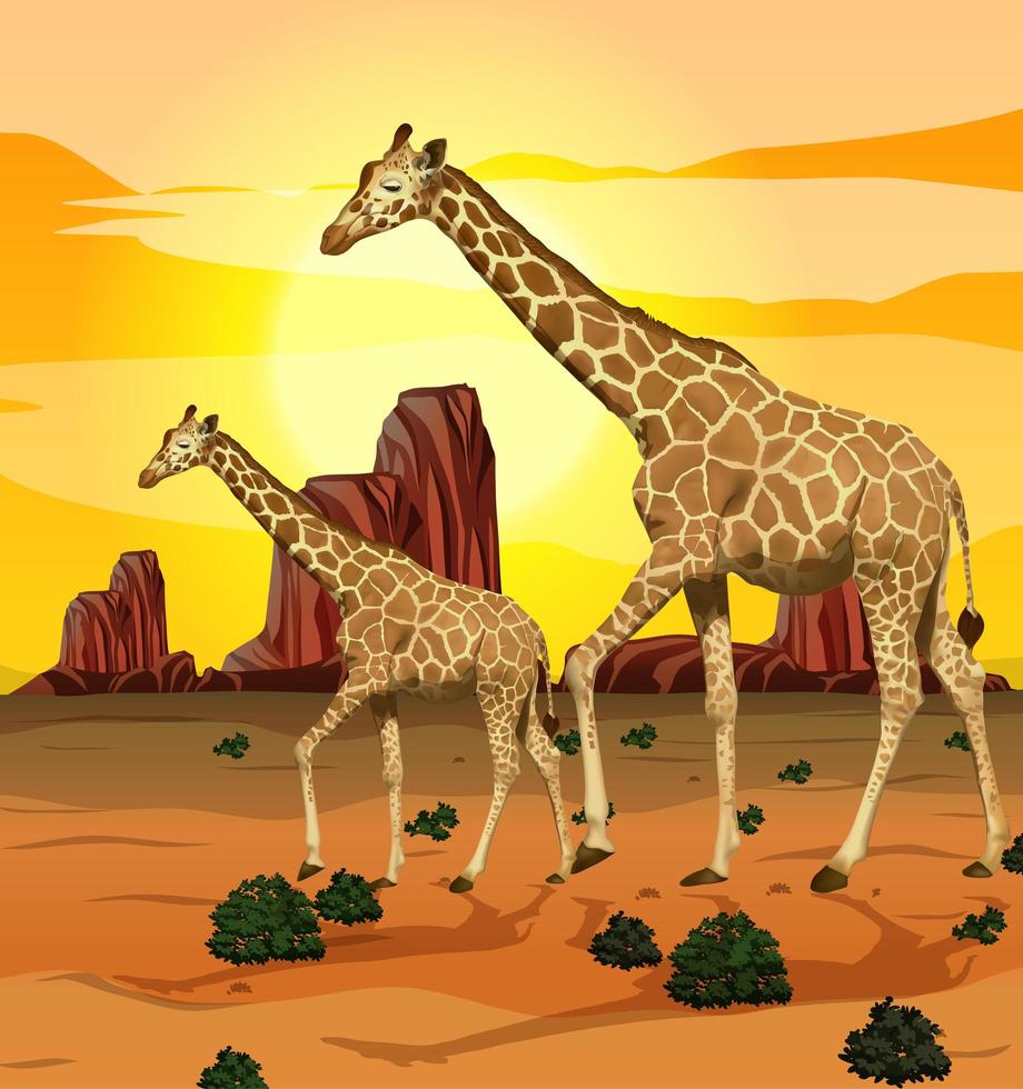 Giraffes in the savanna grassland background vector
