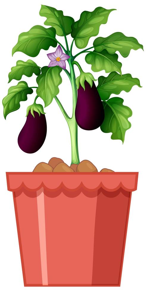 Eggplant potted plant design vector