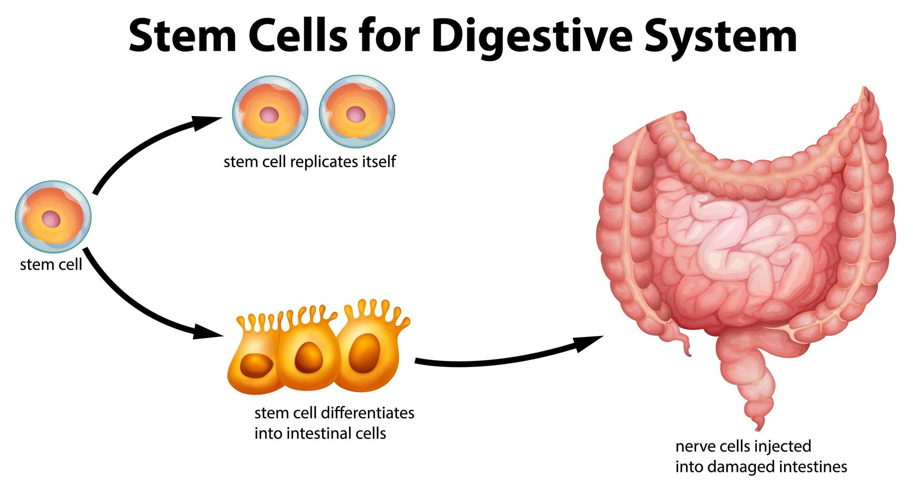 diagrama educativo de células madre para el sistema digestivo vector