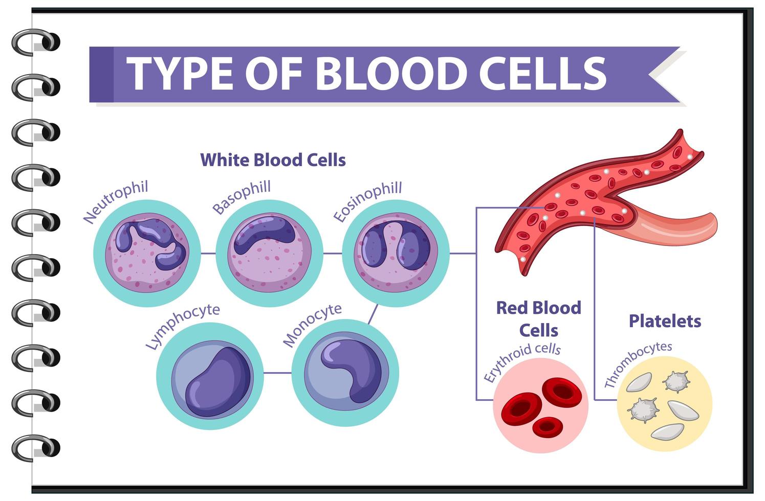 tipo de diseño educativo de células sanguíneas vector