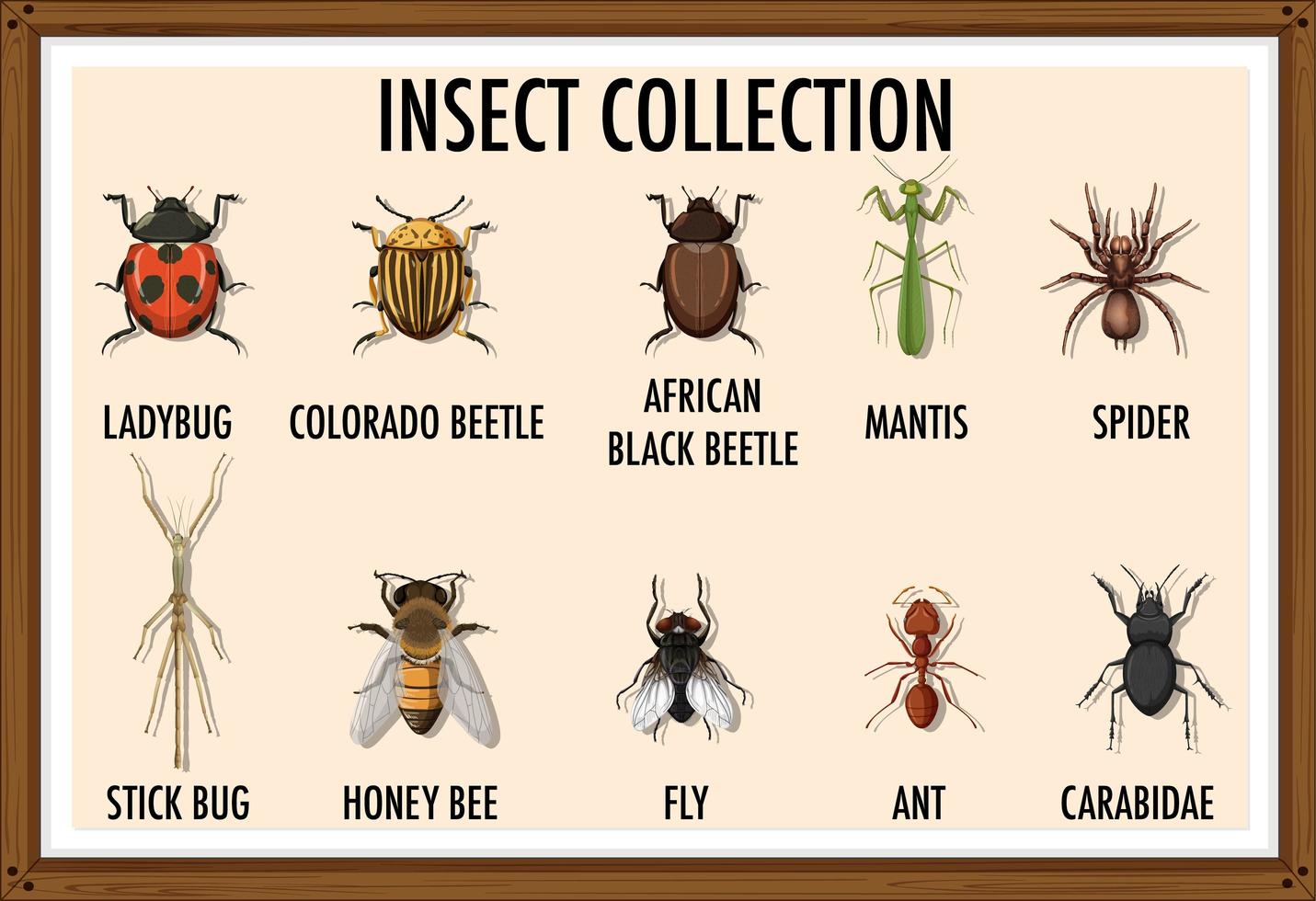 Insect collection in a wooden frame vector