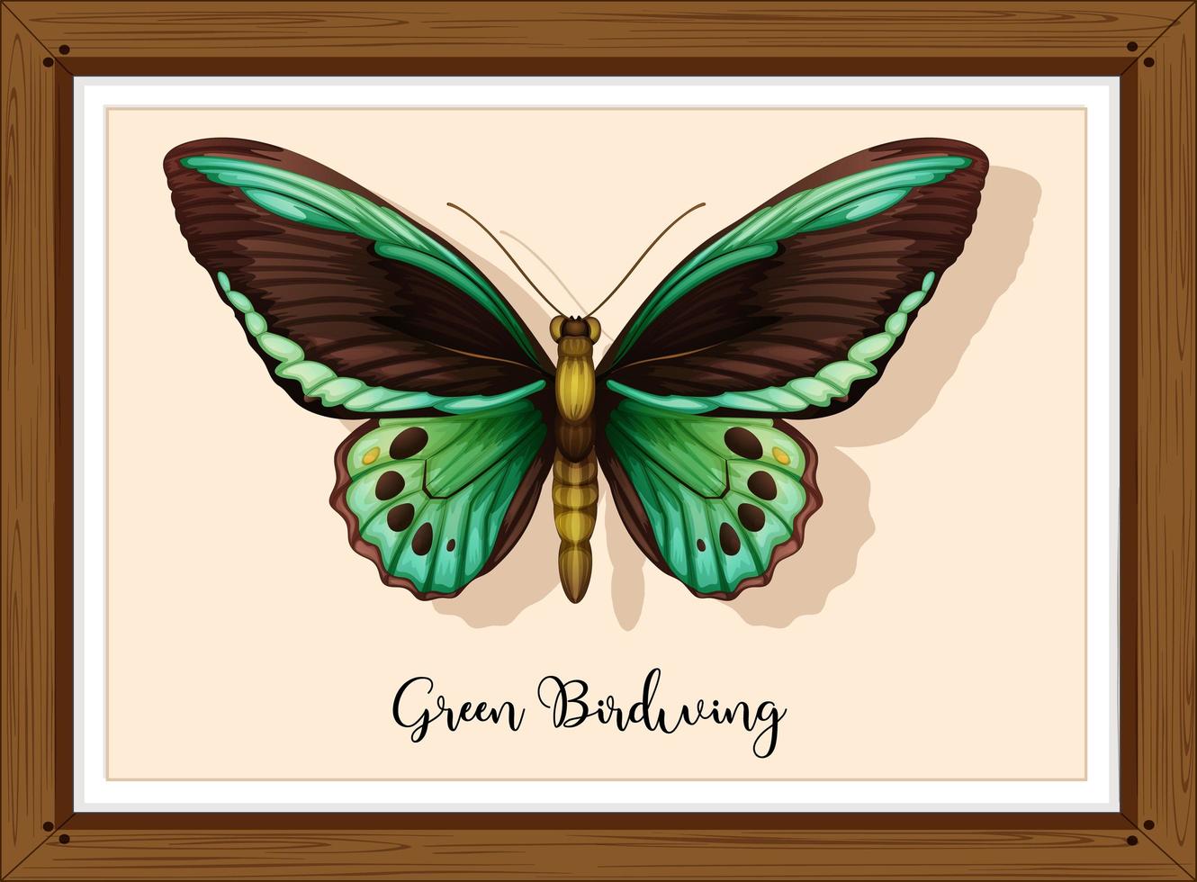 Butterfly on wooden frame vector