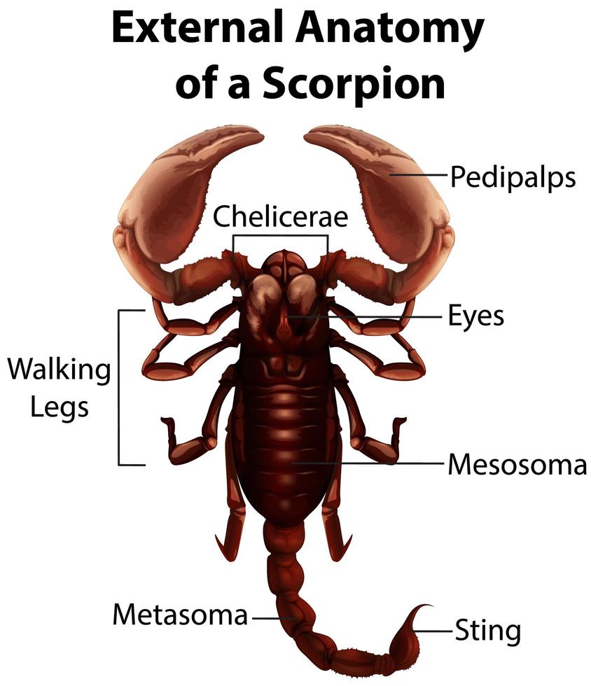 anatomía externa de un escorpión diseño educativo vector