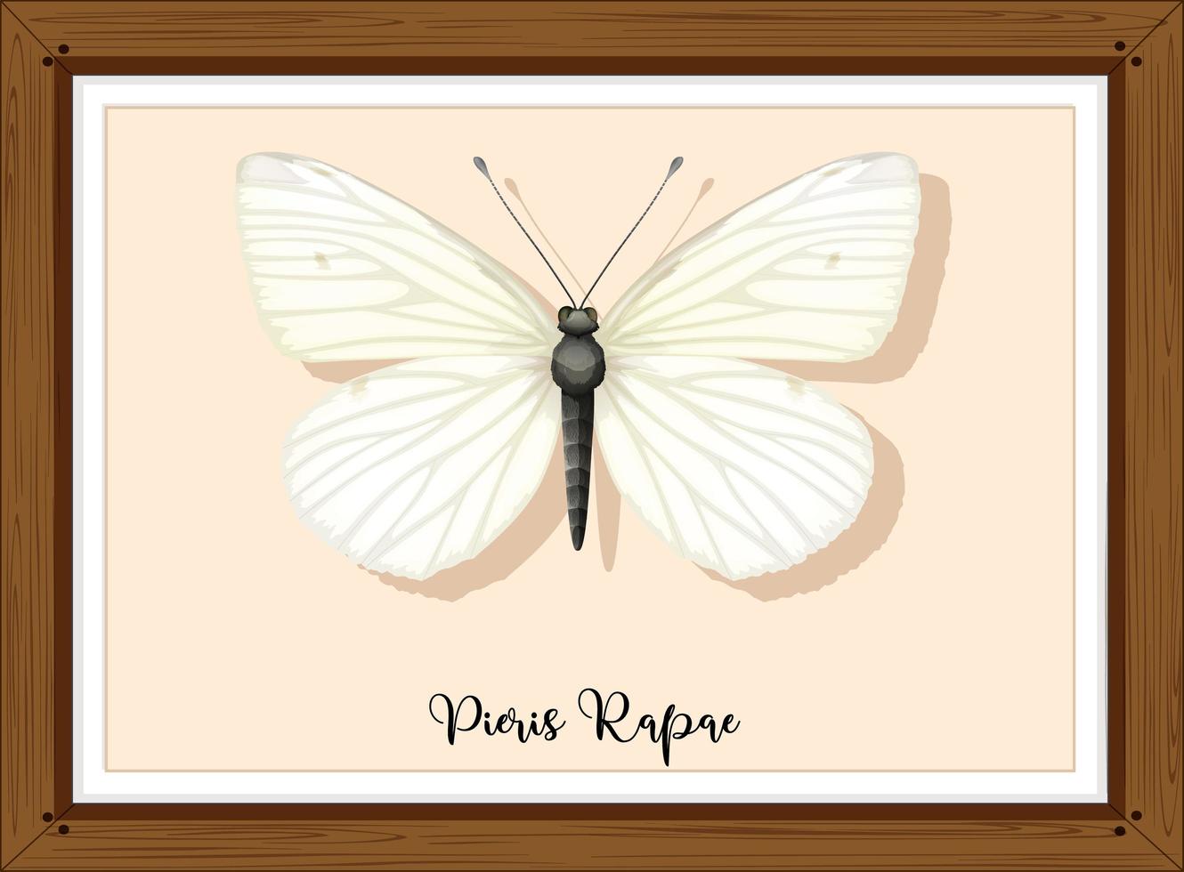 Pieris rapae buttlerfly on wooden frame vector