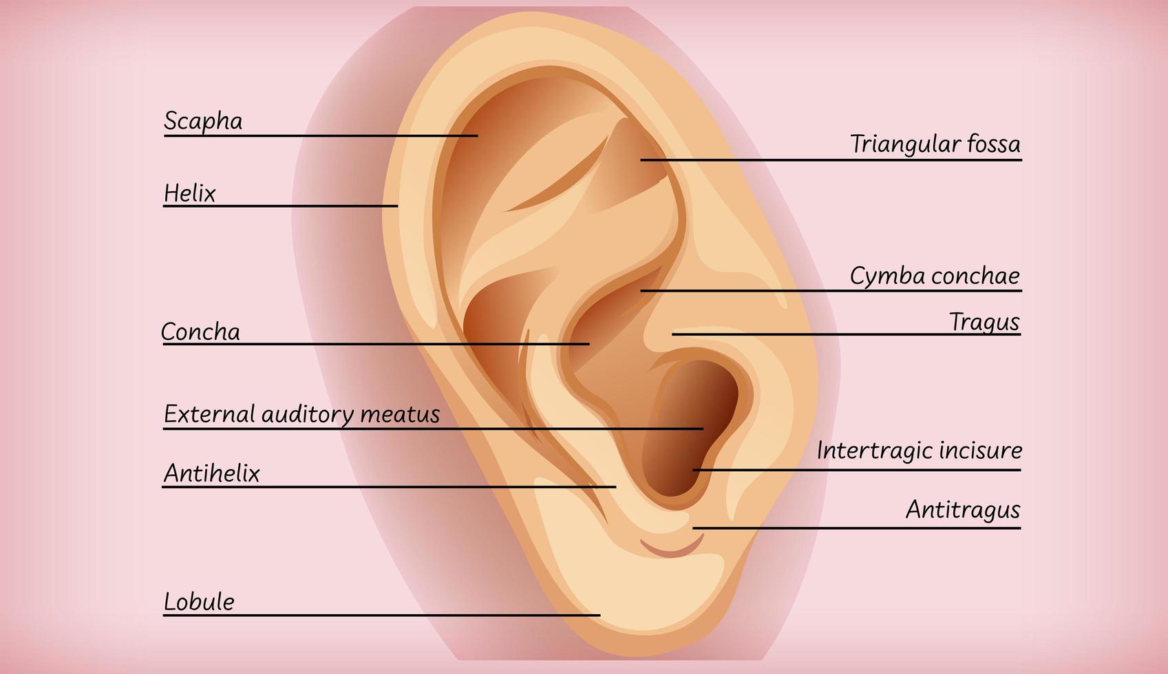 Anatomy of external ear educational diagram vector