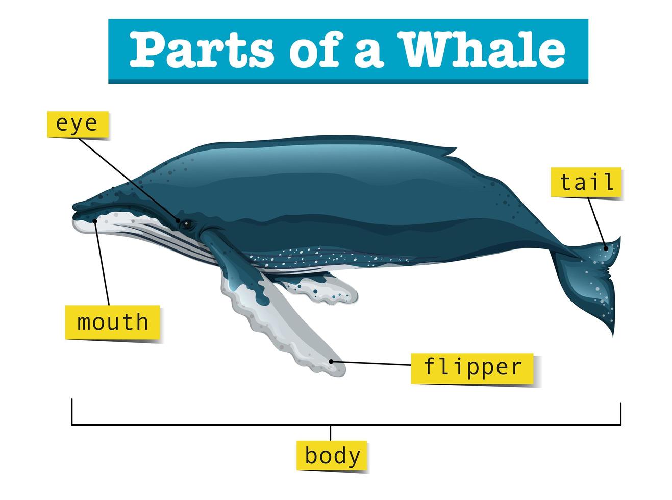 Diagram showing parts of whale vector