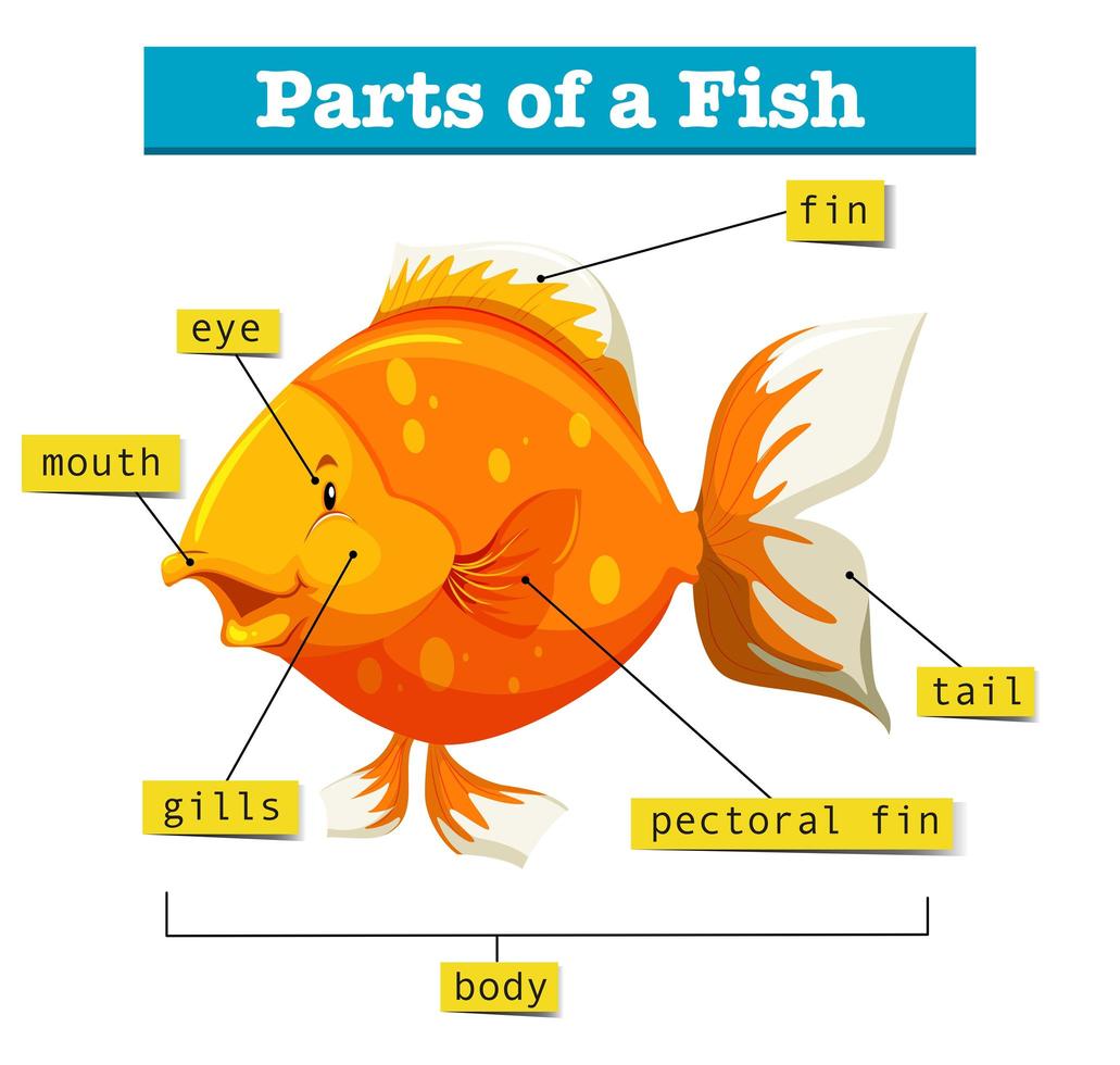 Diagram with parts of fish vector