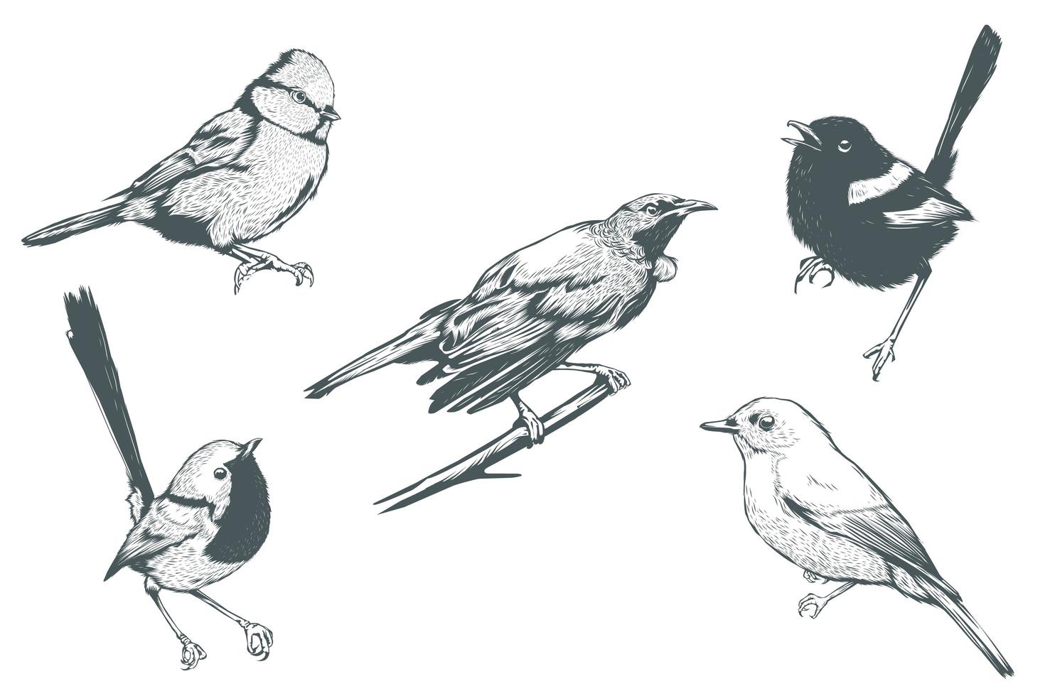 conjunto de aves realistas de arte lineal vector