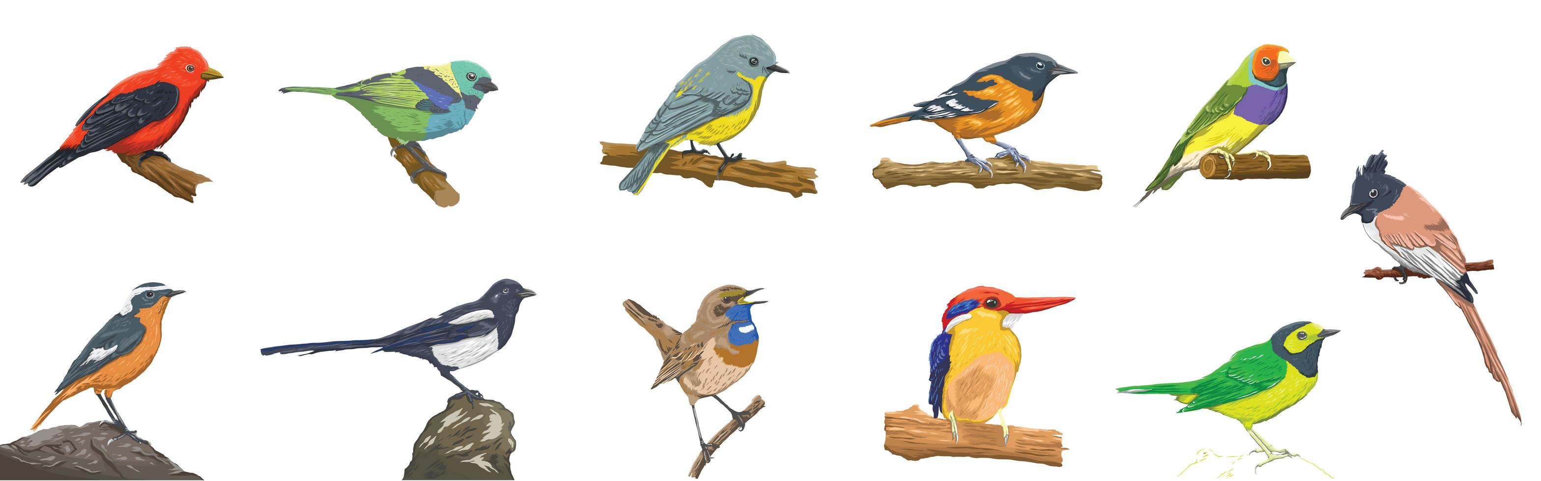 colorido conjunto de aves realistas vector