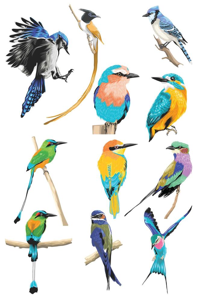 Colorful realistic bird set vector