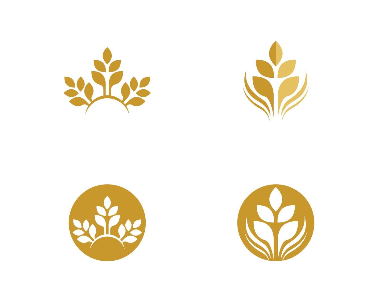 Set of wheat logo images  vector