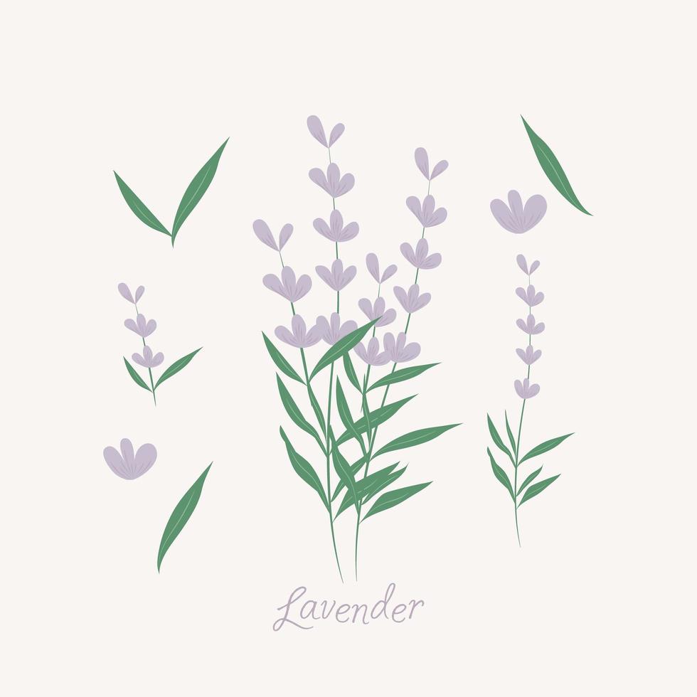 Lavender flowers elements vector