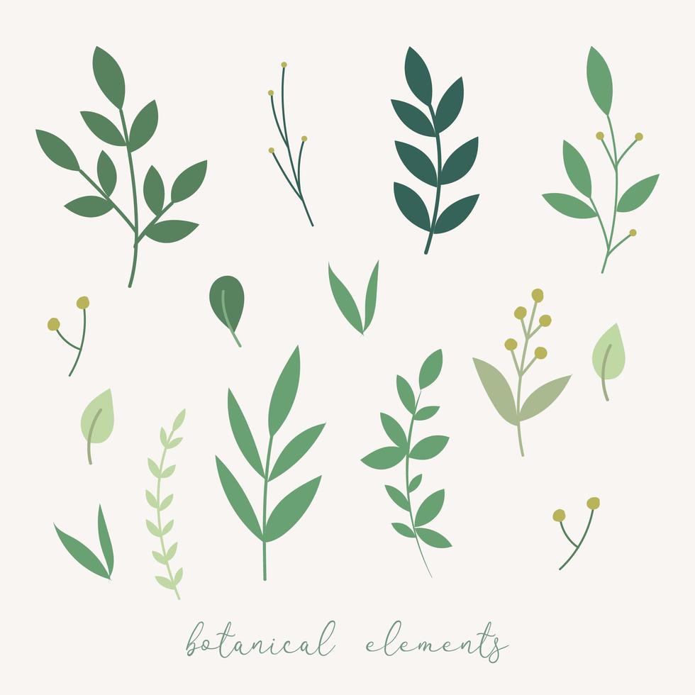 Botanical decoration elements. vector