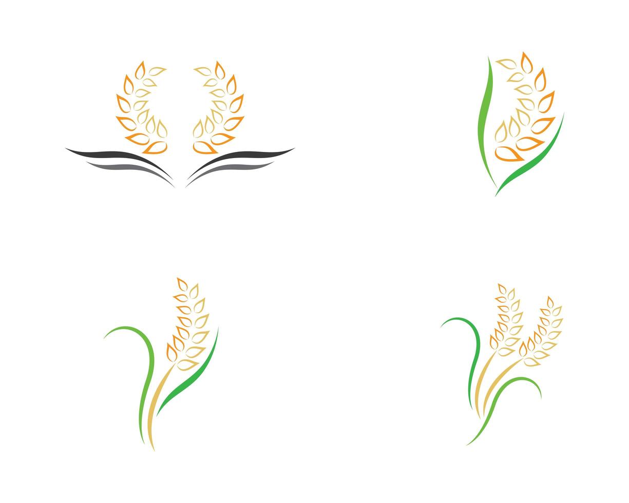 Set of wheat logo images vector