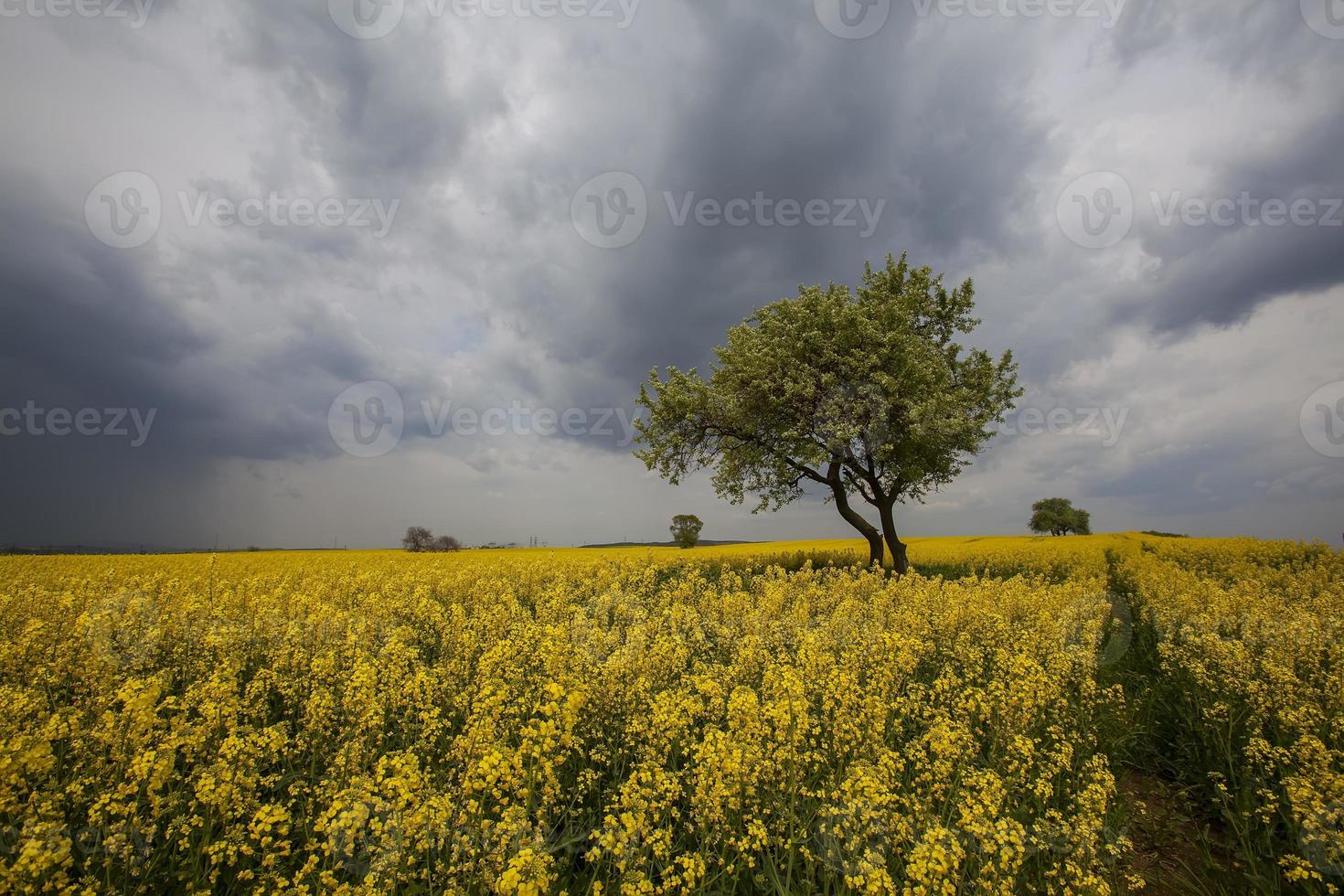 Yellow field photo