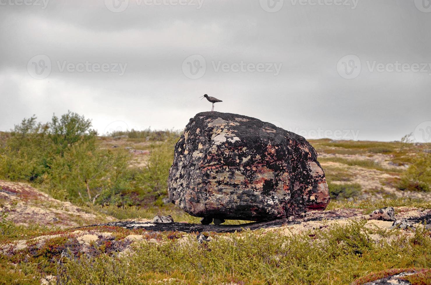 pájaro polar en una roca foto
