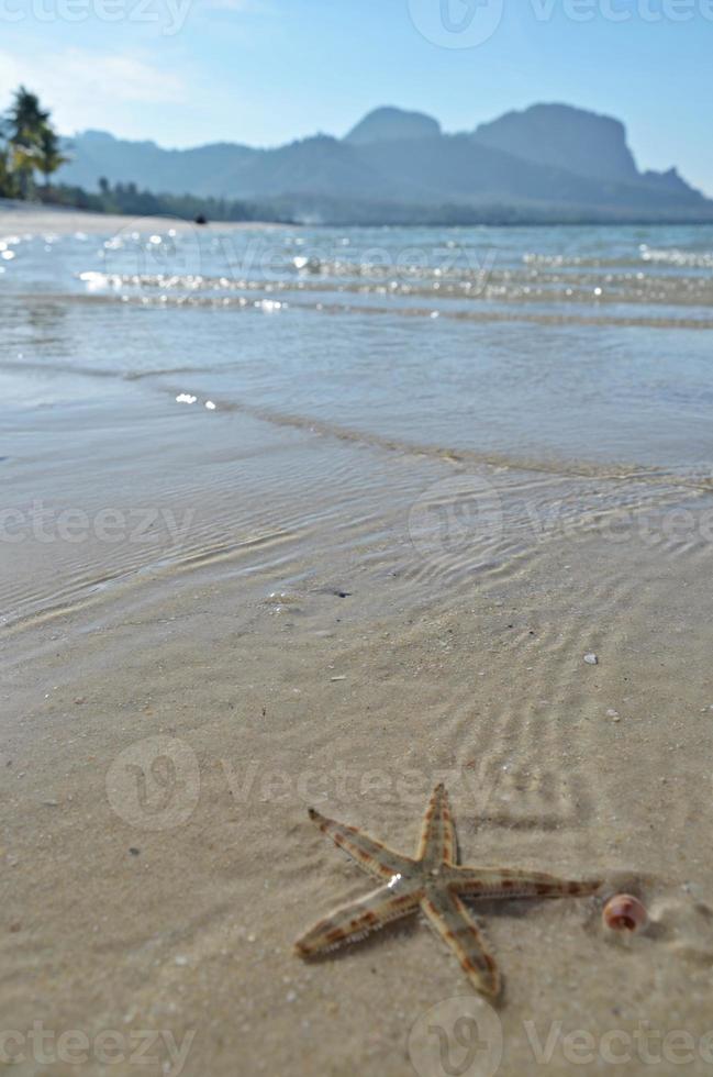 estrella de mar en la playa foto