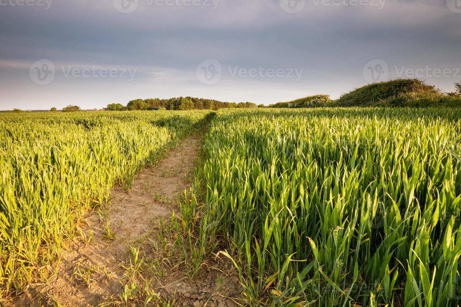 campo de trigo de primavera foto