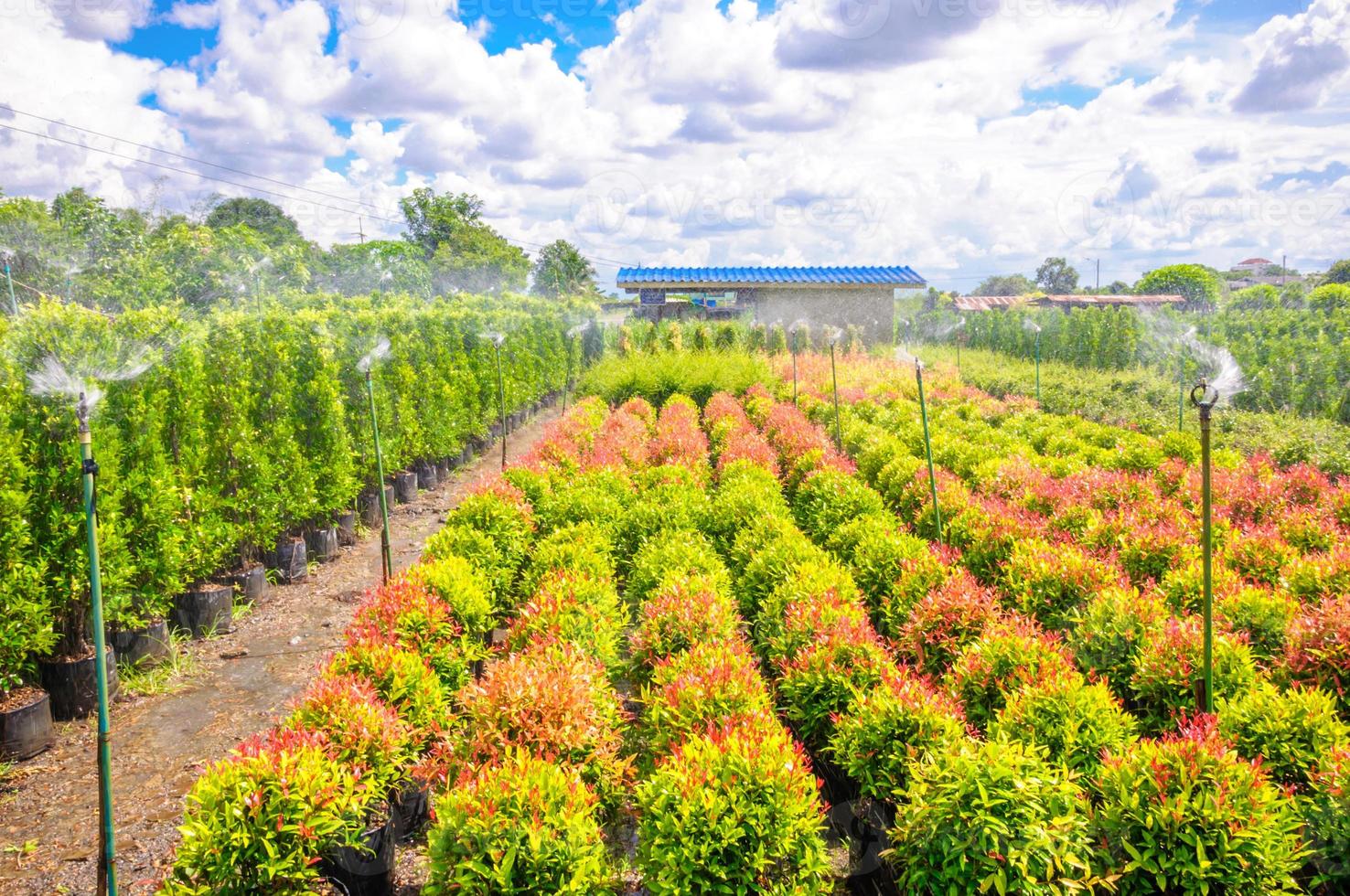 Syzygium campanulatum or christina 1342240 Stock Photo at Vecteezy