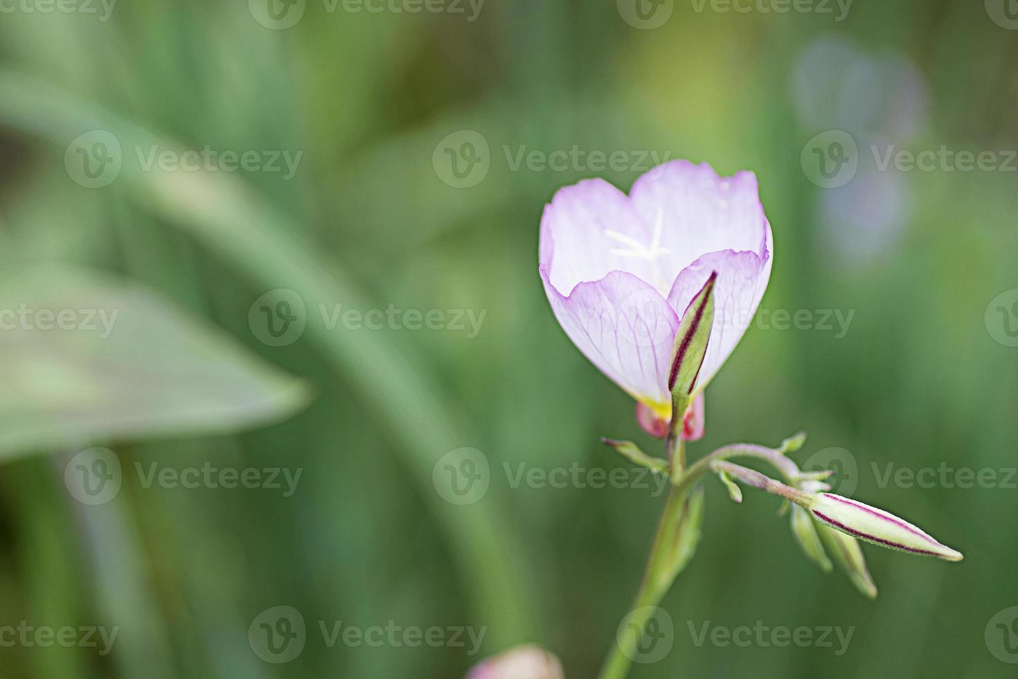 amapola blanca y morada (papaver) 1342264 Foto de stock en Vecteezy
