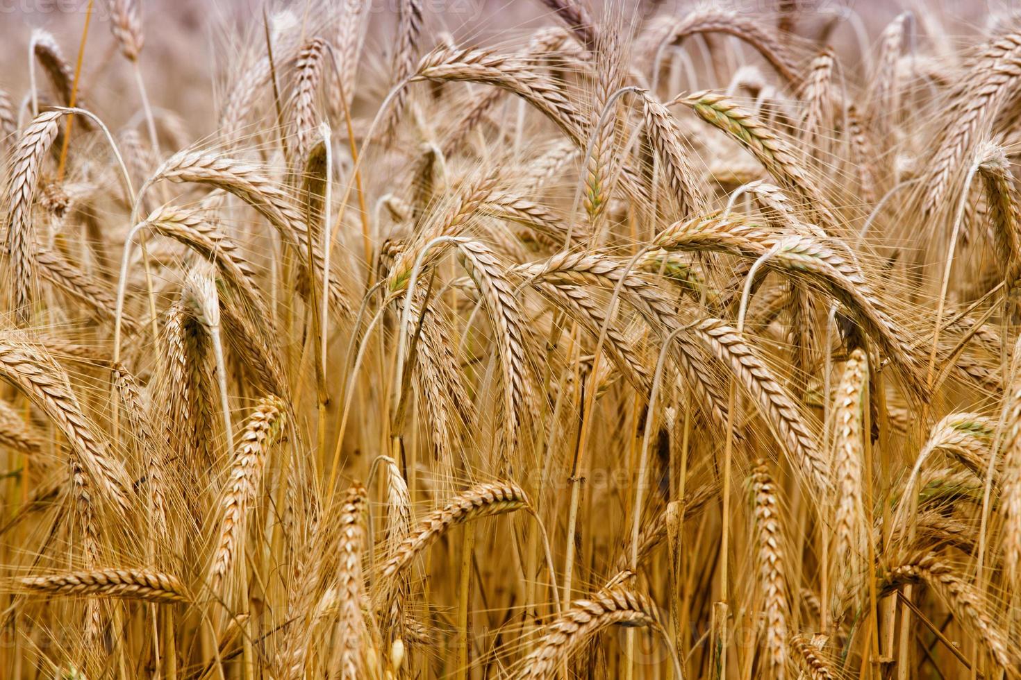 Barley field photo
