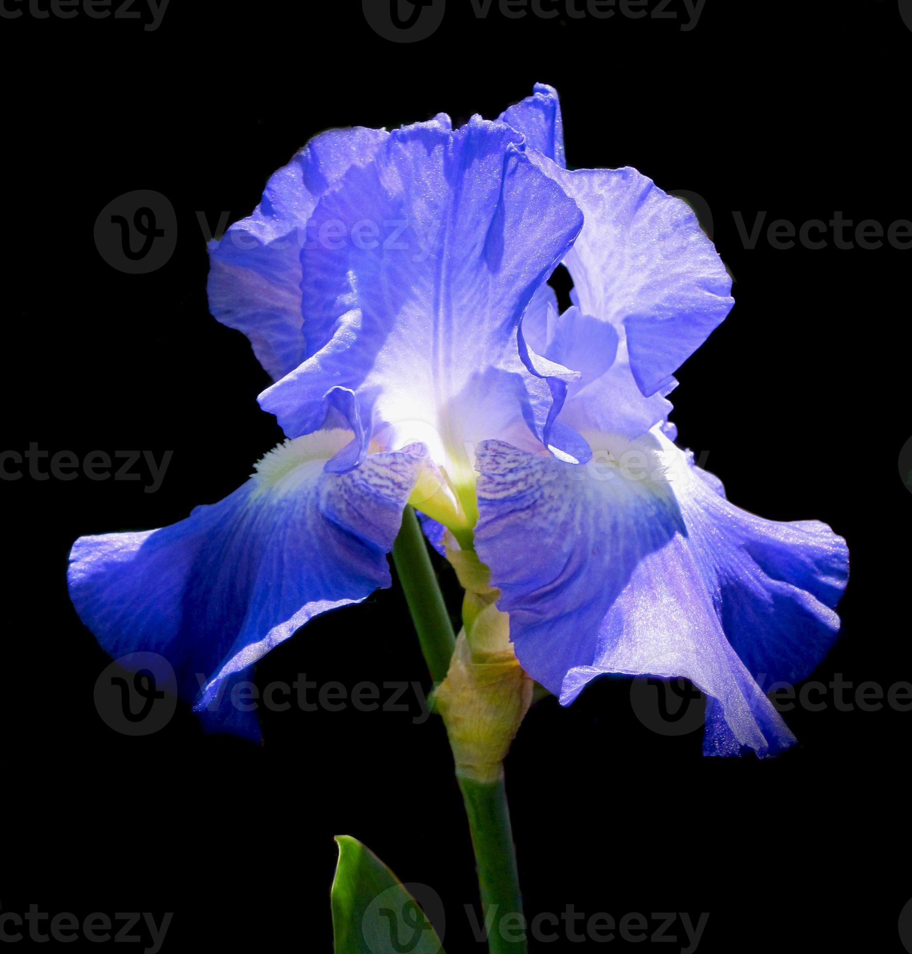 flor de iris sobre fondo negro 1342365 Foto de stock en Vecteezy