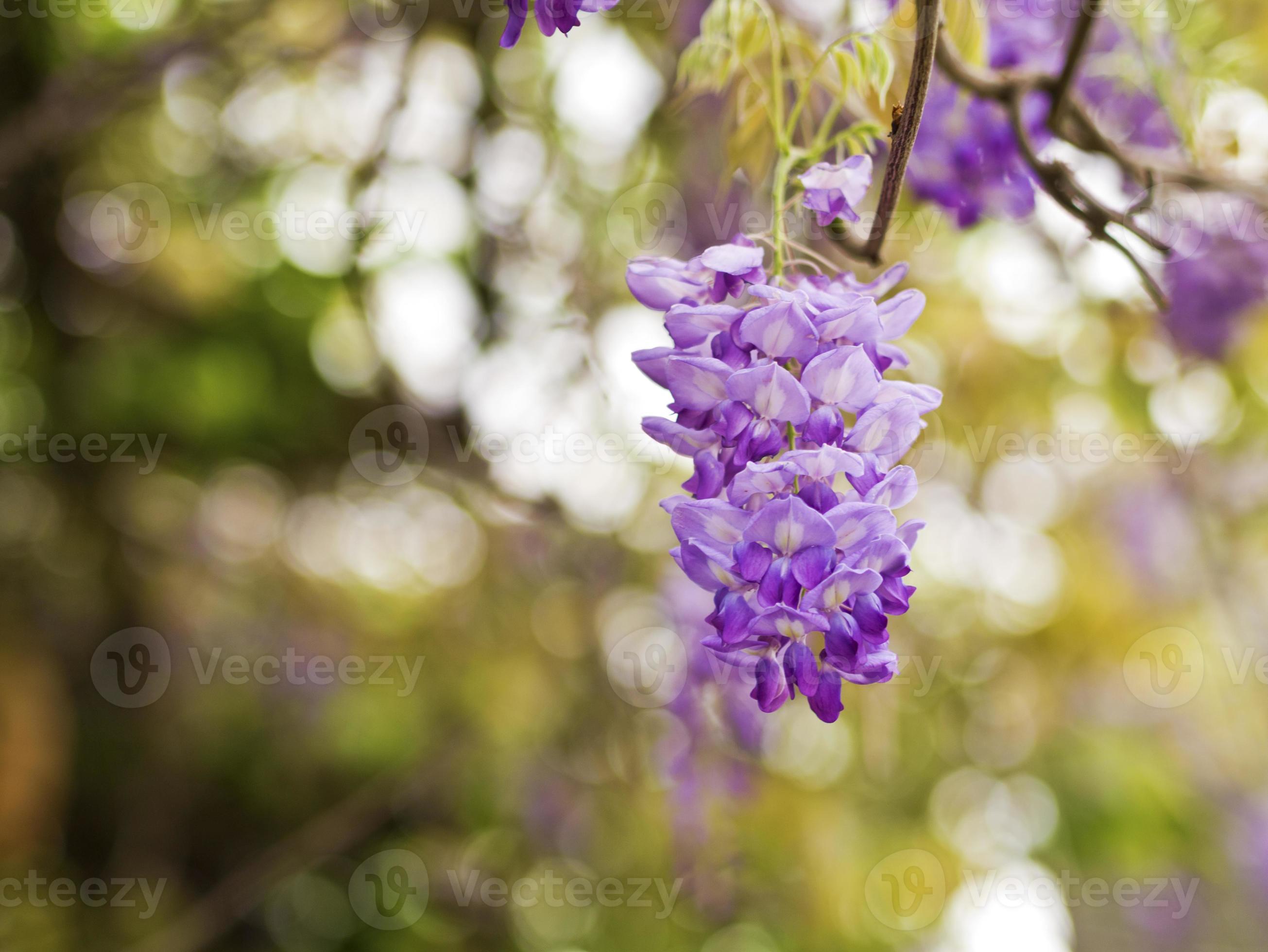 wisteria sinensis foto