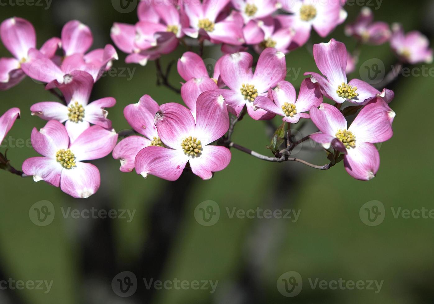 Pink Dogwood on Green Background 1342509 Stock Photo at Vecteezy