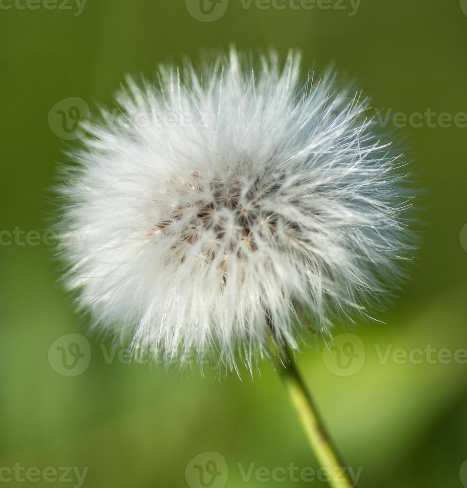 Fleur De Pissenlit Stock Photo At Vecteezy