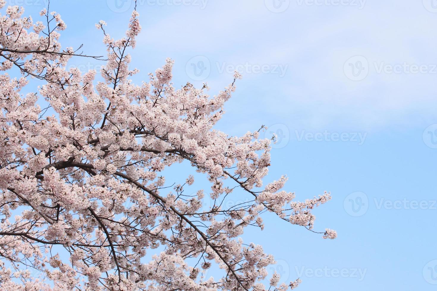 Full bloomed cherry blossoms photo