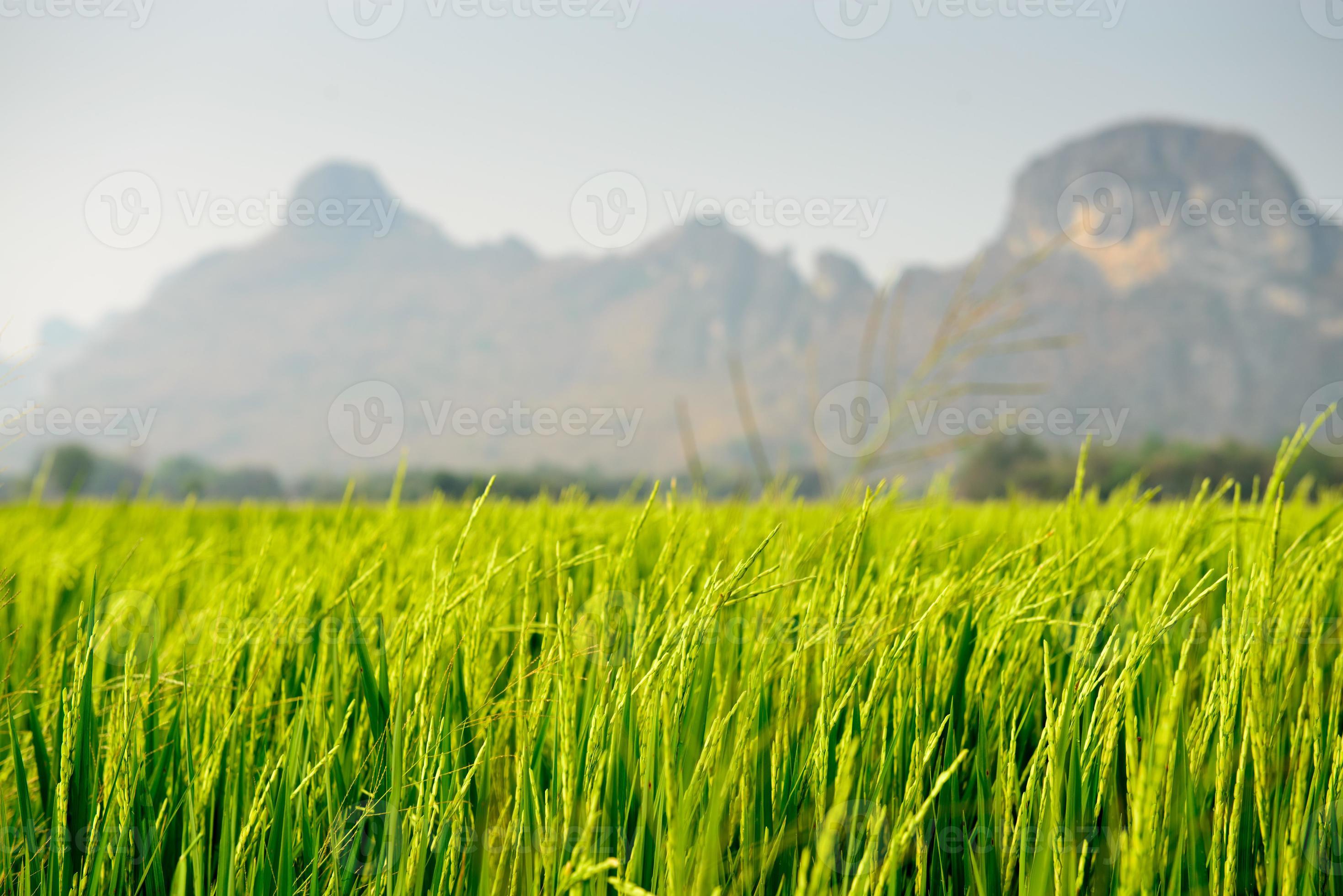 Rice field with mountain in the background 1342783 Stock Photo at Vecteezy