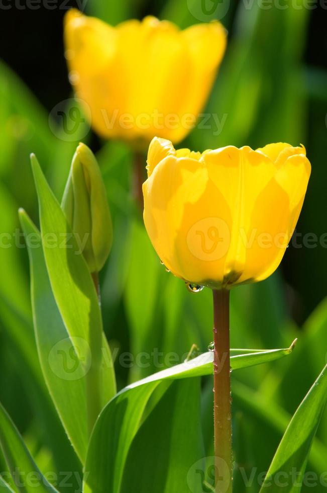Two tulip flowers photo