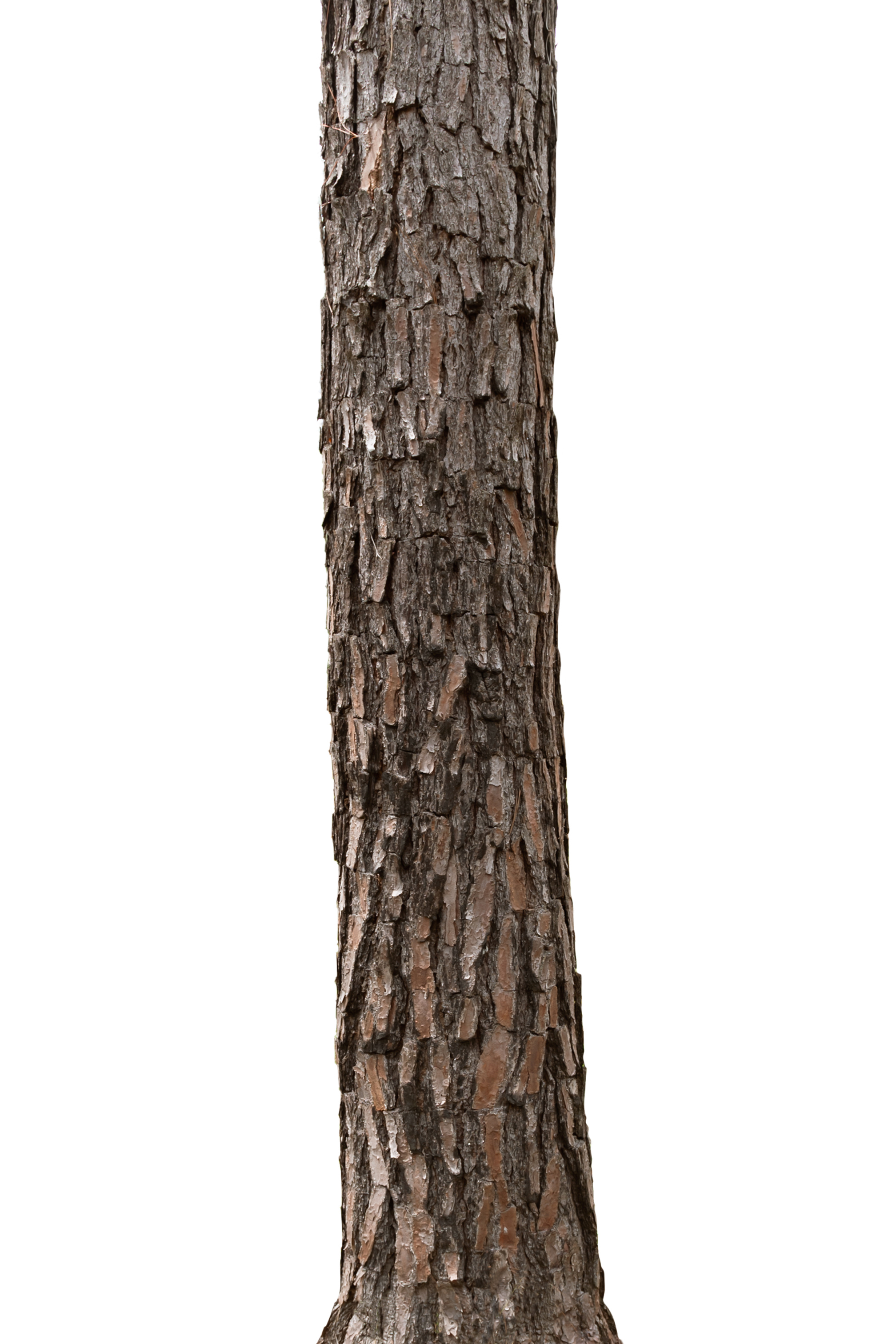 Tree Trunk Stock Photos, Images and Backgrounds for Free Download